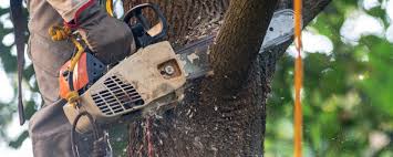 Best Utility Line Clearance  in Upper Saddle River, NJ