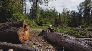 Best Tree and Shrub Care  in Upper Saddle River, NJ