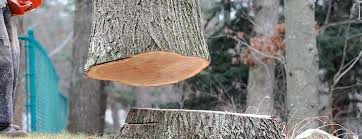 Best Tree Cabling and Bracing  in Upper Saddle River, NJ