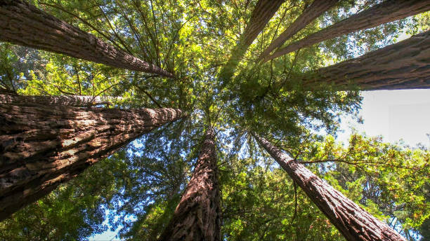 Best Tree Risk Assessment  in Upper Saddle River, NJ