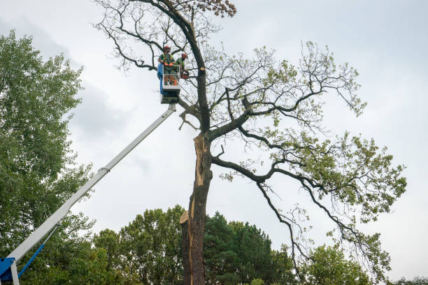 Best Leaf Removal  in Upper Saddle River, NJ