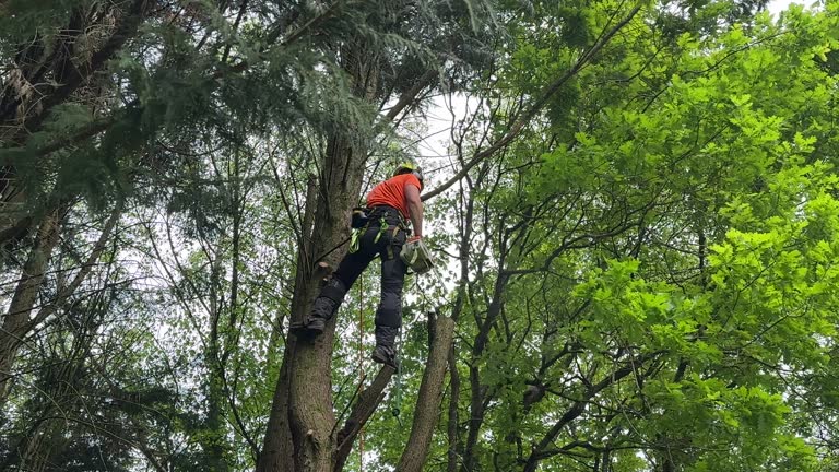 Best Lot and Land Clearing  in Upper Saddle River, NJ