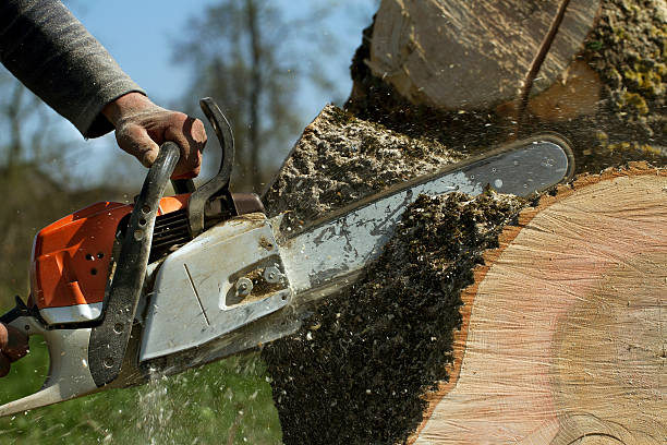 Best Hazardous Tree Removal  in Upper Saddle River, NJ
