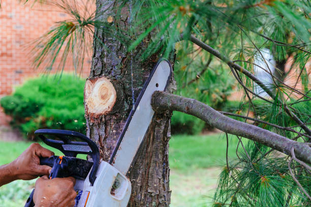  Upper Saddle River, NJ Tree Removal Pros
